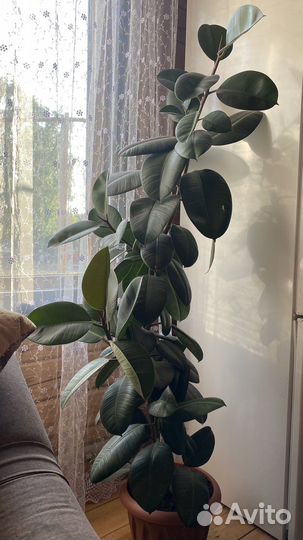 Фикус бенджамина