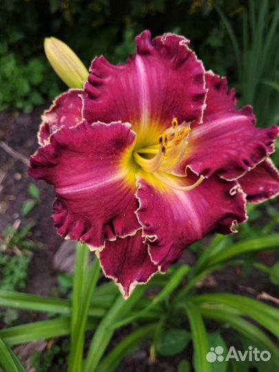 Лилейник Spacecoast Sharp Tooth