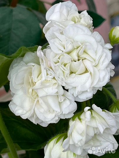 Пеларгония сортовая