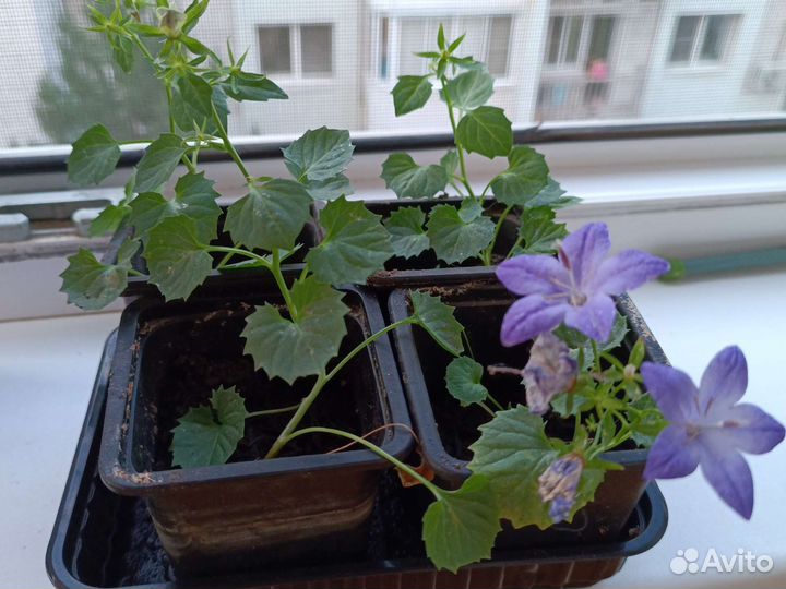 Саженцы кампанулы Наполи (жених)