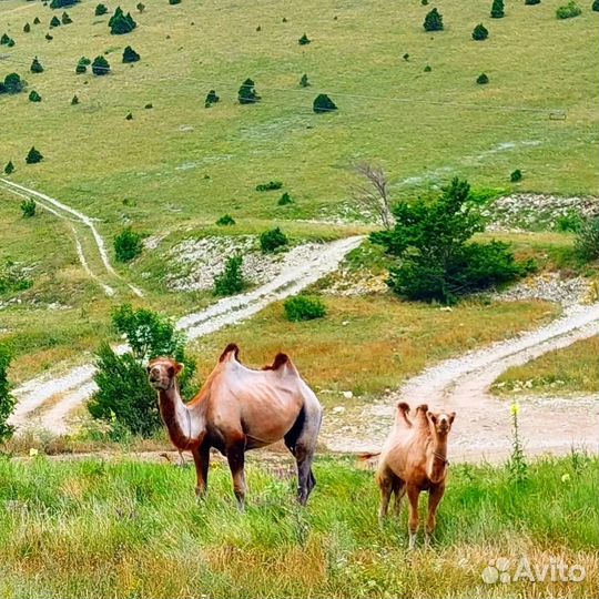 20-23 июня поход через горы к морю(Абинский район)