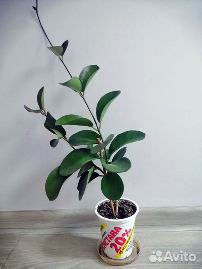 Хойя южная (Аустралис)