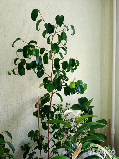 Комнатные цветы. Взрослые растения