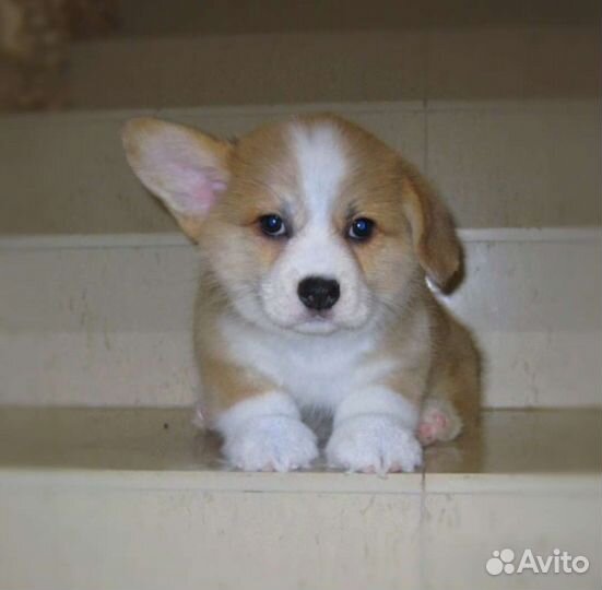 Вельш-корги пемброк