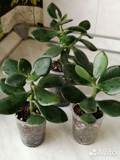 Крассула Овата. Кактус. Алоэ вера. Комнатные цветы