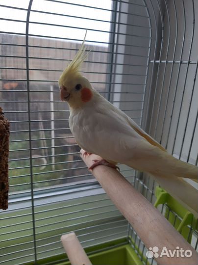 Попугай корелла