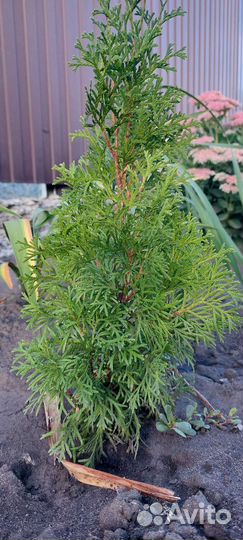 Туи пирамидальные