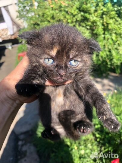 Шотландская вислоухая