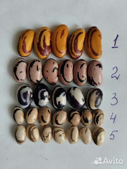 Сортовые семена