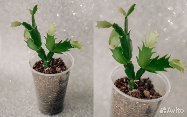 Декабрист красный