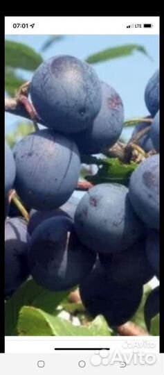 Малина огонёк, слива, крыжовник, ревень, сирень