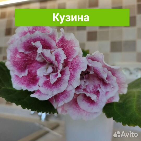 Глоксиния кузина