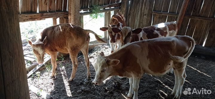 Продаются телята