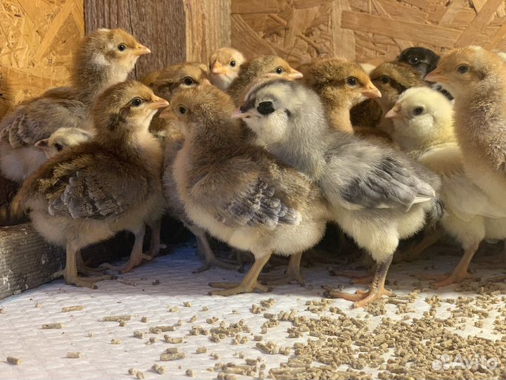Цыплята породистые