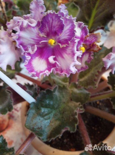 Листики с корешками