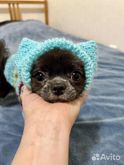 Чих кобель вязка развязан