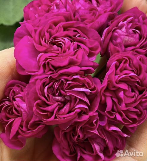 Пеларгония герань юг Византийский пурпур