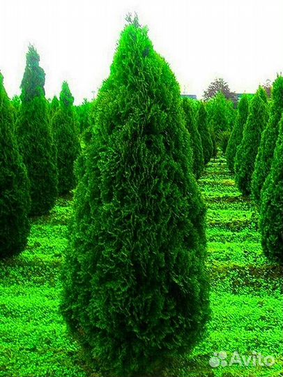 Туи колумна