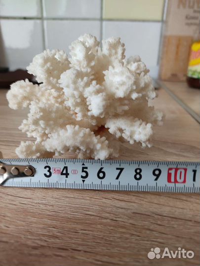 Морской коралл