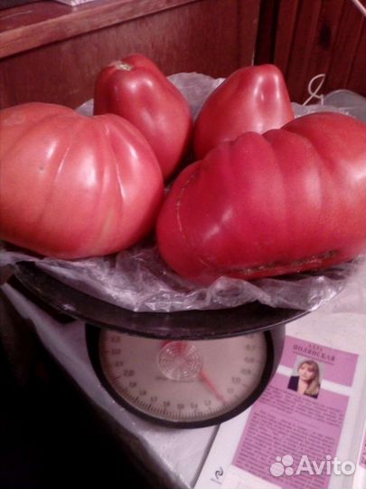 Семена минусинских томатов коллекция 23 сорта