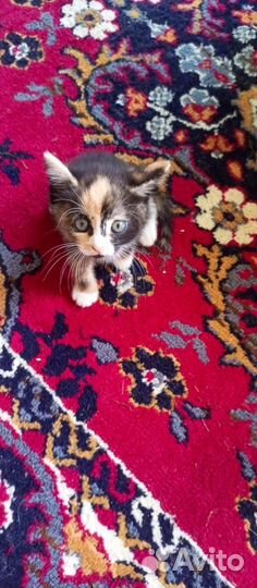 Отдам котят