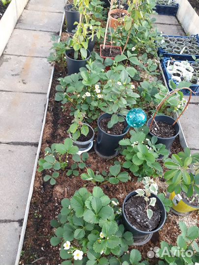 Рассада сортовой клубники Голландская Виктория