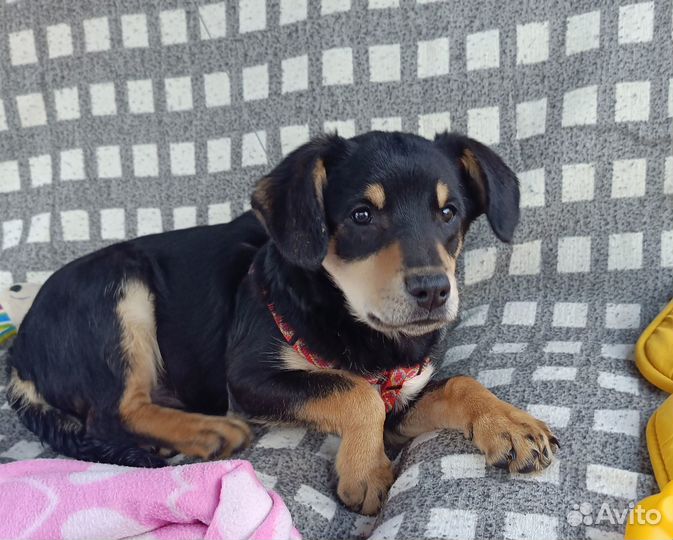 Мари - щеночек от небольшой собачки ищет дом