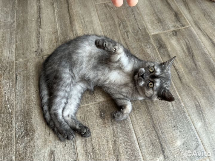 Котенок 4 месяца девочка