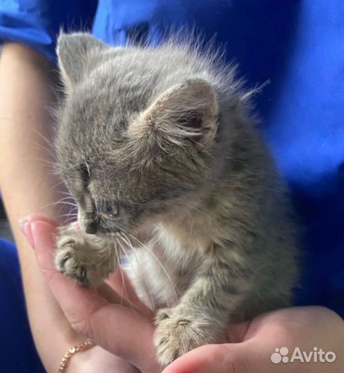 Кошка в дар бесплатно