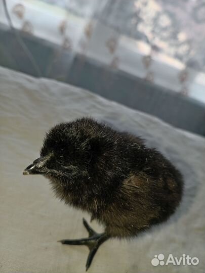 Цыплята суточные