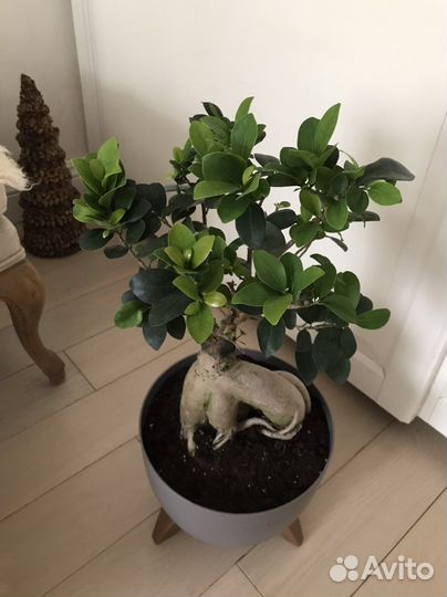 Бонсай гинсенг, подарок, в наличии