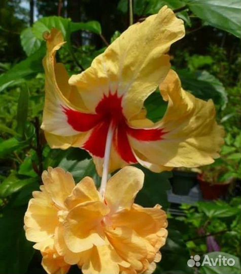 Гибискусы сортовые и мальвовое