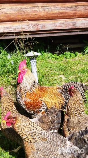 Инкубационное яйцо