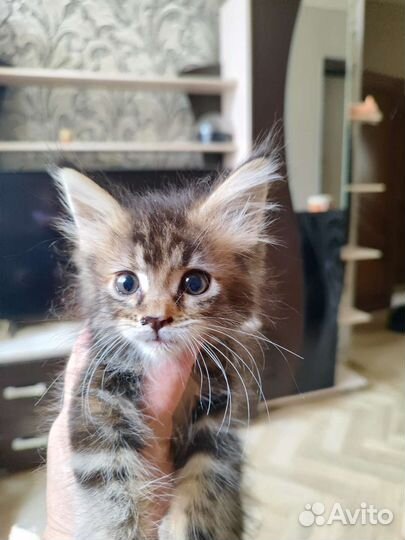 Котята мейн-кун