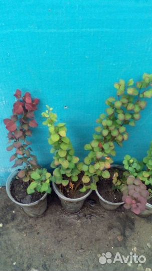 Саженцы барбариса