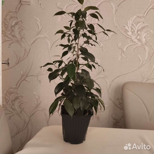 Фикус бенджамина