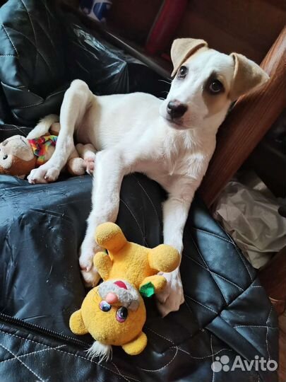 Собака щенки в добрые руки помесь