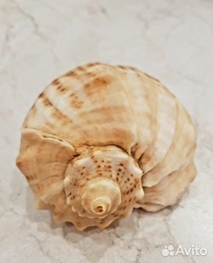 Продаю рапаны