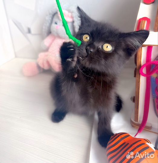 Кошечка в дар