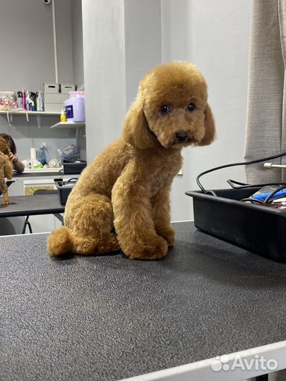 Стрижка собак Груминг