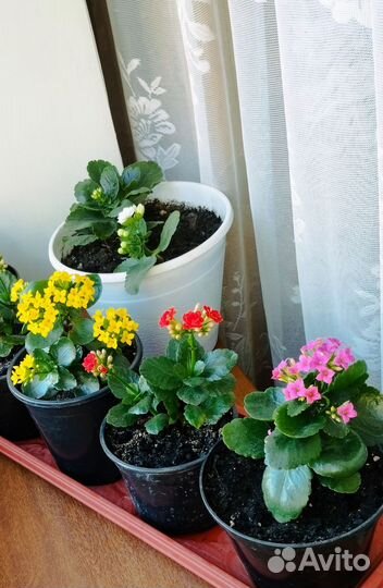 Каланхоэ цветущий