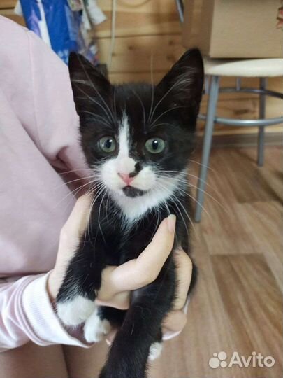 Котята ищут новый дом