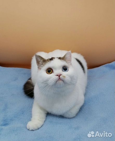 Скоттиш страйт девочка