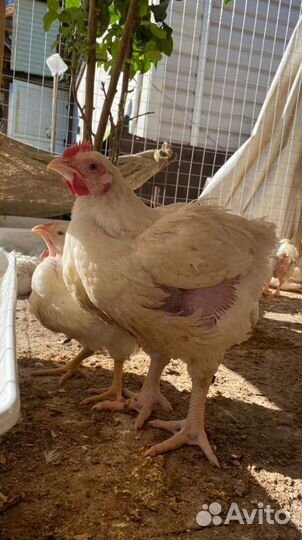 Бройлеры, цыплята, утка