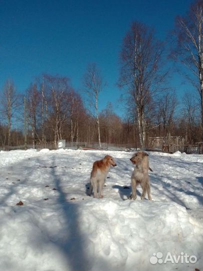 Передержка собак