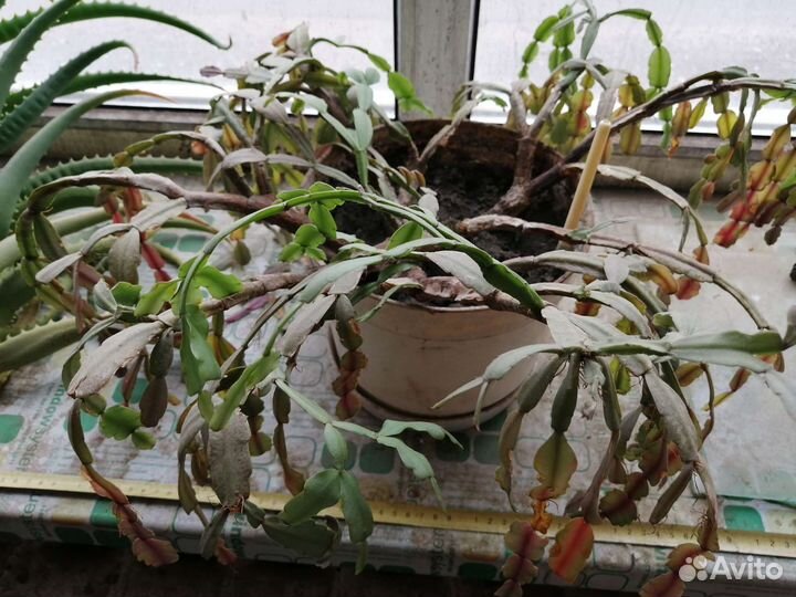 Бегонии, хлорофитумы и другие растения