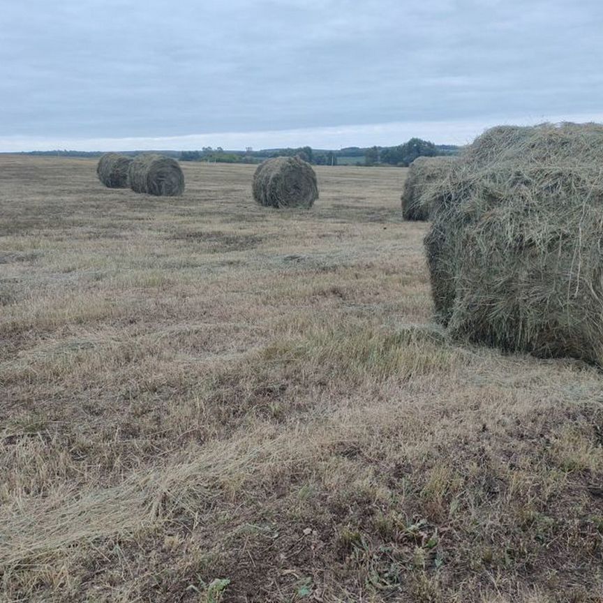 Сено в рулонах