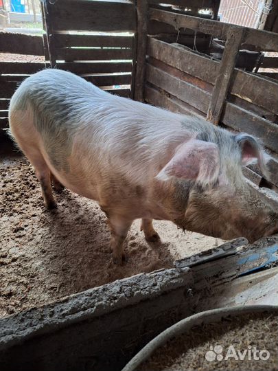 Поросята 5м свиноматка