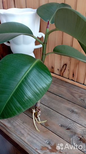 Фикус черенок