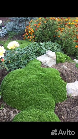 Почвопокровное растение для альпийской горки